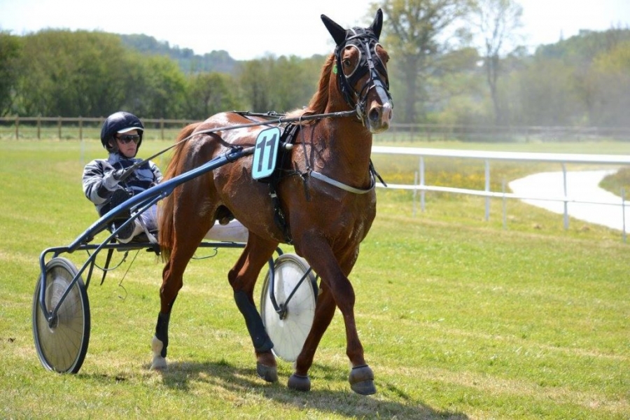 DI STEPHANO DE LOU (Prodigious-Nora de Lou)