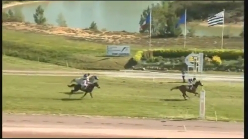 LOU GOLD (Poliglote-Green Emerald)