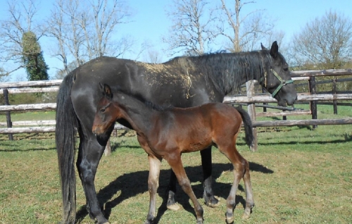 GERMANO DE LOU (Real de Lou-Sierra de Lou par Biesolo)