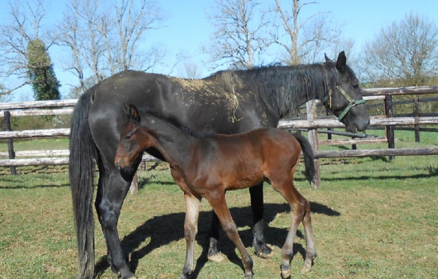 GERMANO DE LOU (Real de Lou-Sierra de Lou par Biesolo)