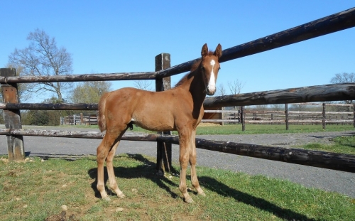 GIPSY KINGS DE LOU (Love you-Pareastern de Lou)