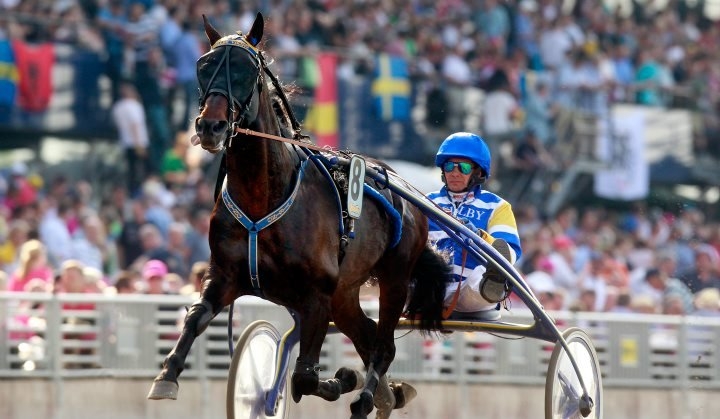 MELLBY VIKING (Viking Kronos-Naomi de Lou)