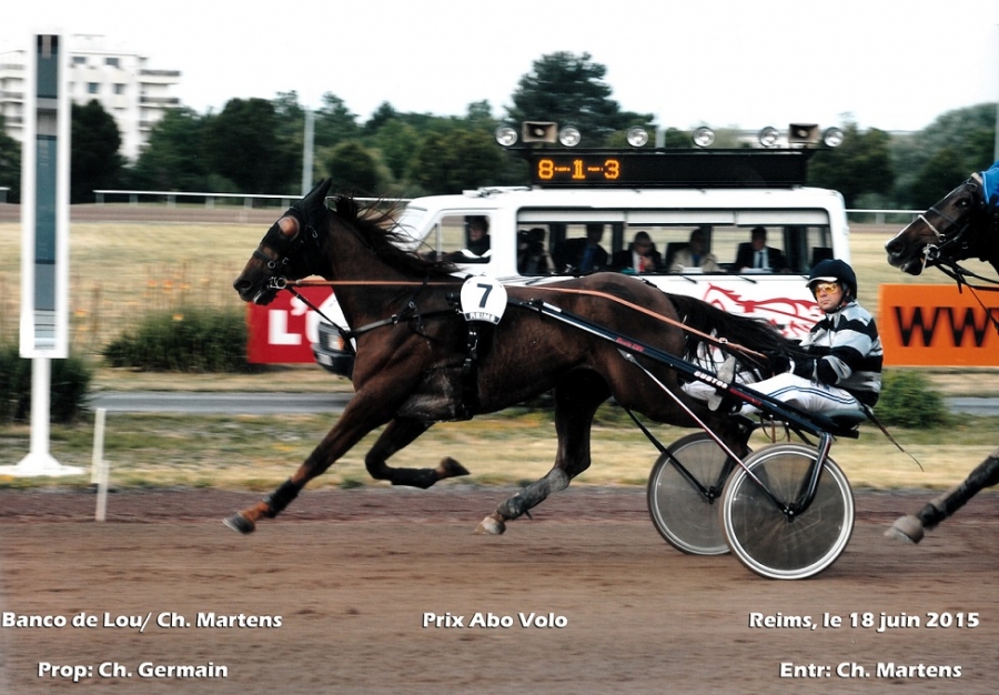 BANCO DE LOU (Kiwi-Pareastern de Lou)