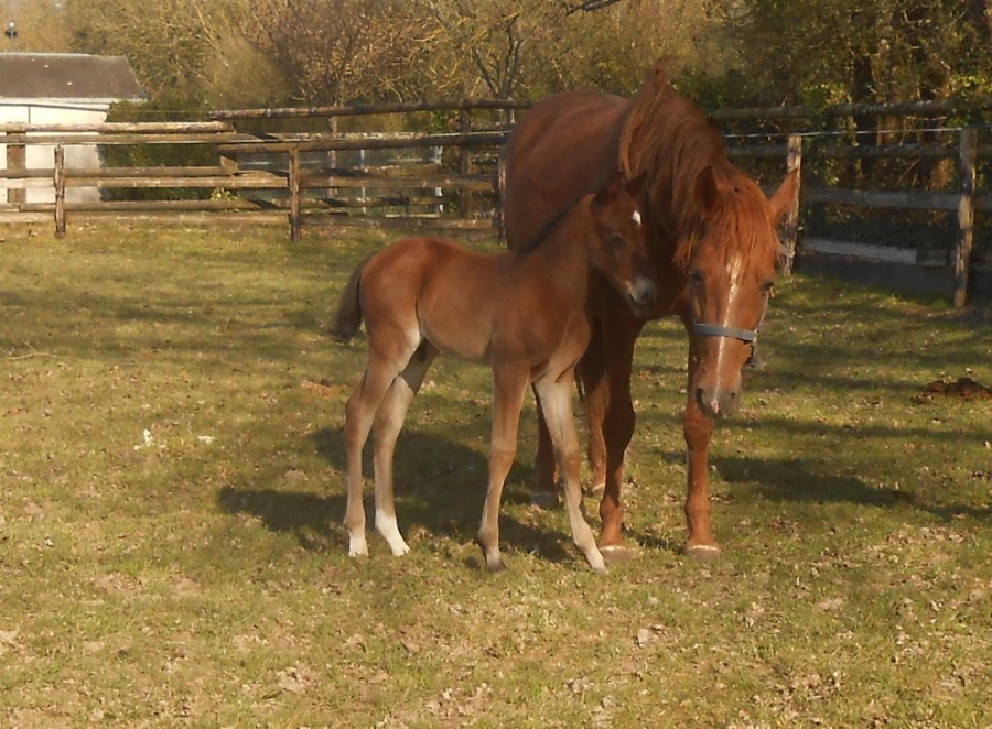 KAPITANO DE LOU (Brillantissime – Tania de Lou)