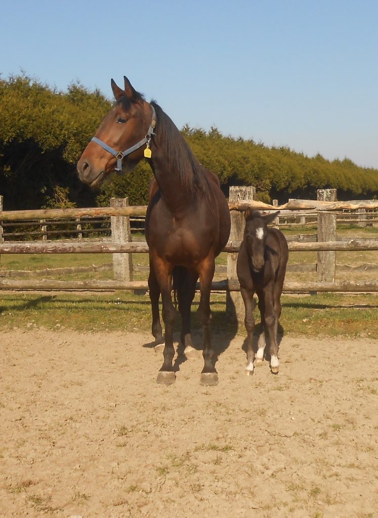 KATINKA DE LOU (Brillantissime-Dolce vita de Lou)