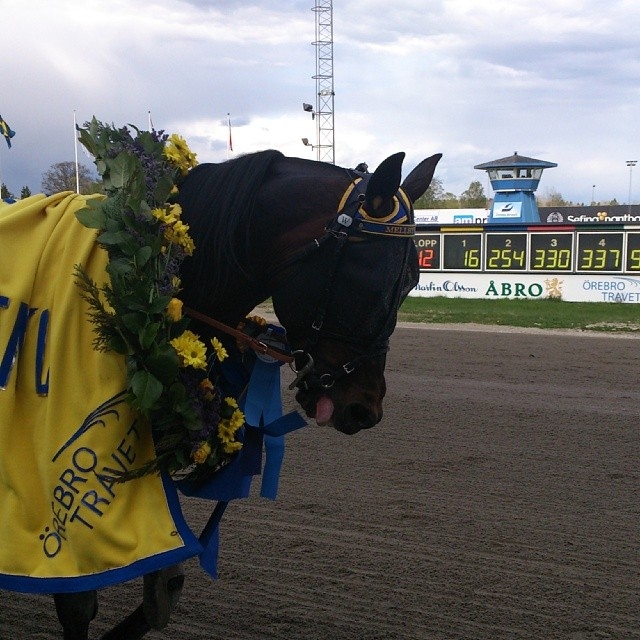 MELLBY VIKING (Viking Kronos-Naomi de Lou)