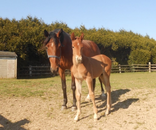 KLASSICO DE LOU ( Village Mystic-Classica de Lou)