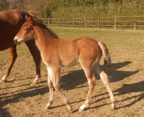 KAHAMA DE LOU (Eridan-Bahama de Lou)