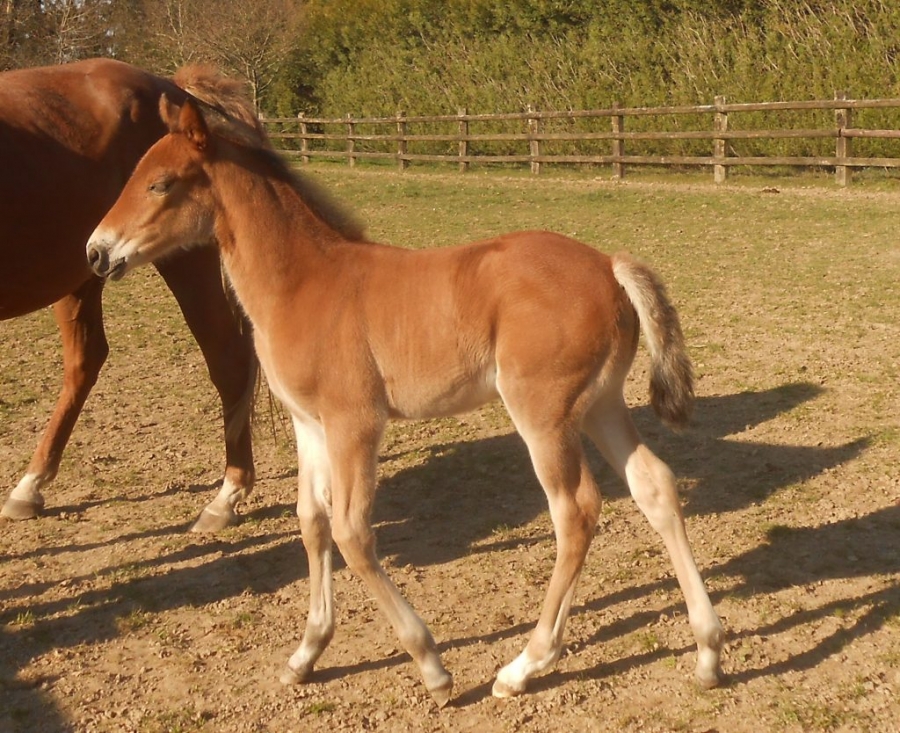 KAHAMA DE LOU (Eridan-Bahama de Lou)