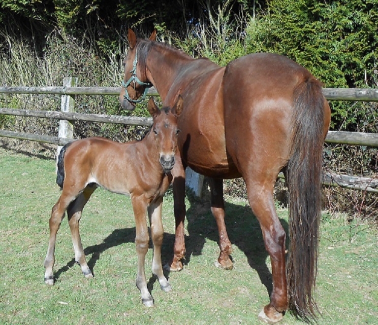 FRANCESCOLI DE LOU (Goetmals wood-Prima dona de Lou)