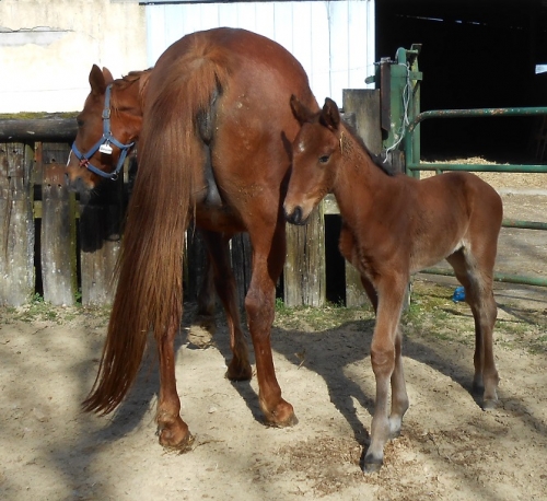FELICITA DE LOU (Real de Lou-Quinska de Lou)
