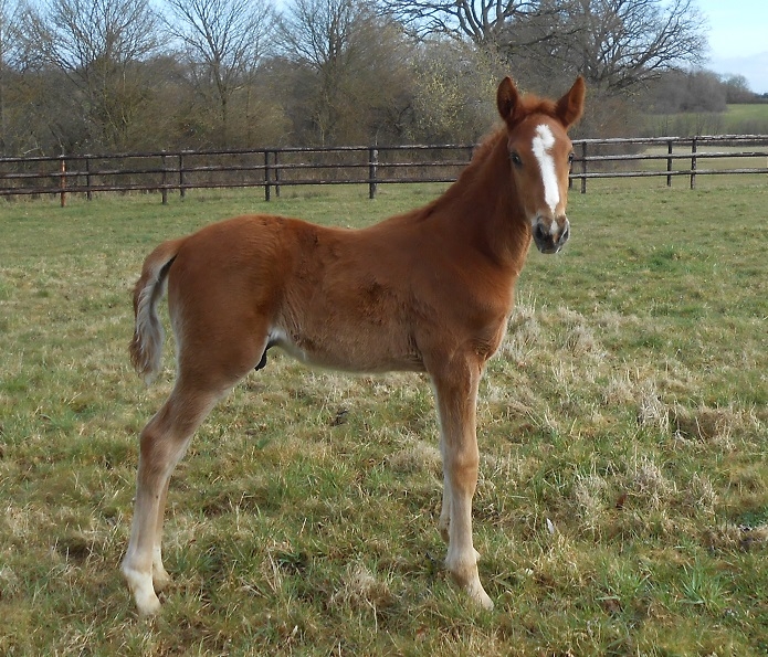 FABIO DE LOU (Love You-Star de Tembia)