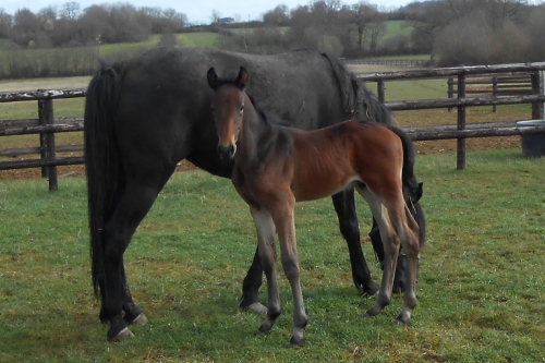 FIGO DE LOU (Real de Lou-Sierra de Lou)