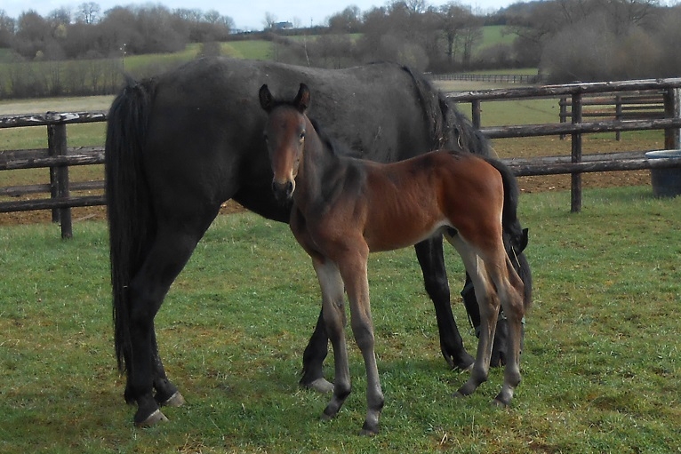 FIGO DE LOU (Real de Lou-Sierra de Lou)