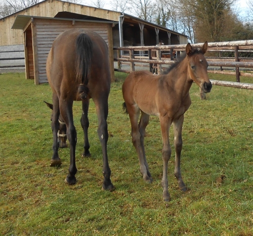 LOU MAGNIFICA (Saint des Saints-Lou Emerald)
