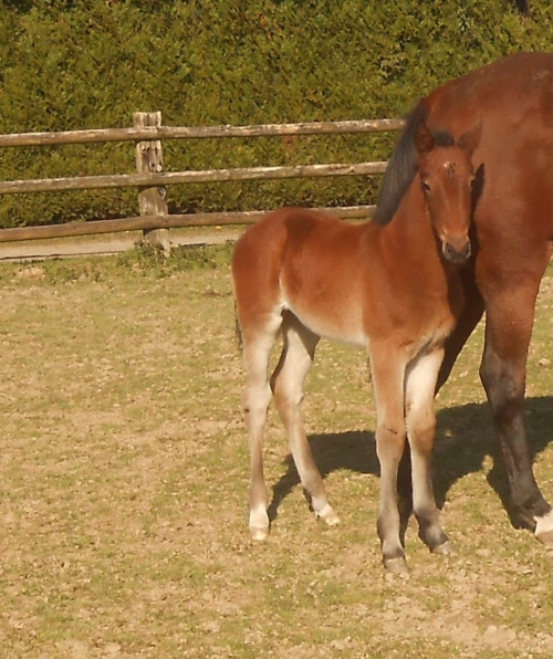 KEVINA DE LOU (Ouragan de celland-Divina de Lou)