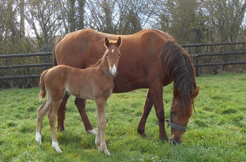 FARO DE LOU (Quatre juillet- Neastern de Lou)