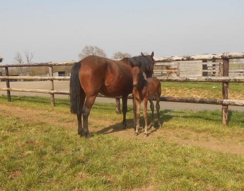 KYSKO DE LOU ( Real de Lou-Bahia de Lou)