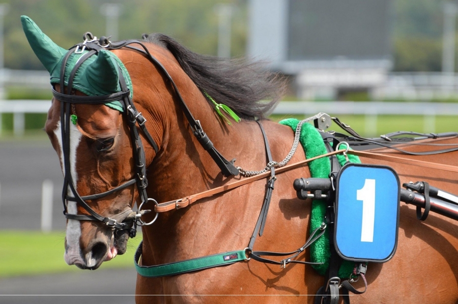BIANCA DE LOU (Ready Cash-Prima dona de Lou)