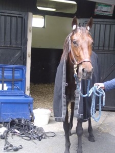 UNORA DE LOU ( Goetmals wood-Nora de Lou)