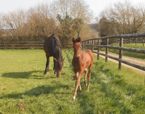 KARACO DE LOU (Goetmals wood-Donnatella de Lou)