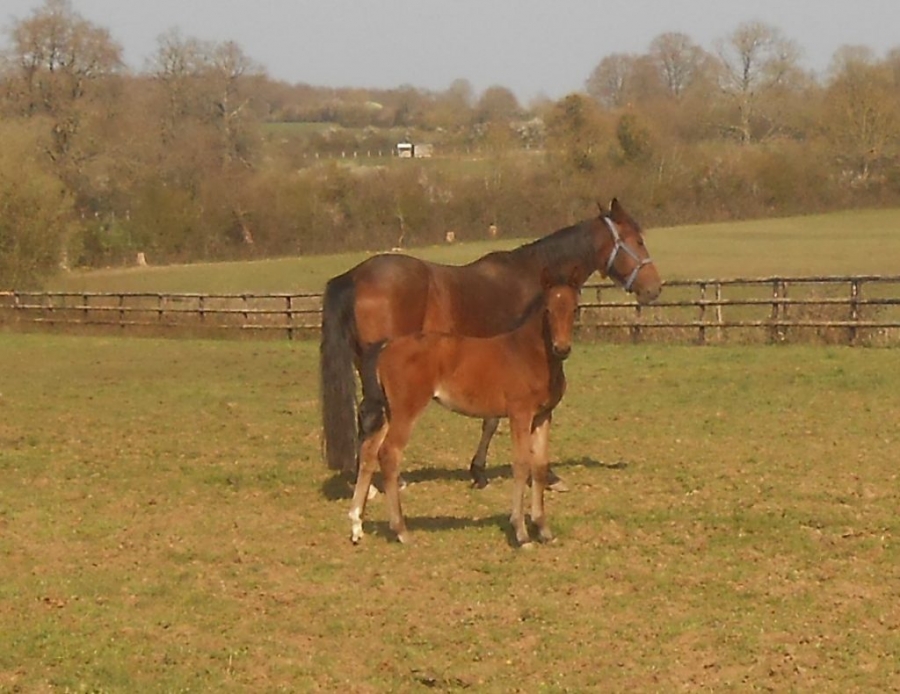 KOURGA DE LOU ( Face Time Bourbon – Aosta de Lou)