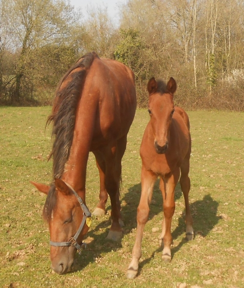 KOZIELLO DE LOU (Real de Lou – Delmonica de Lou)