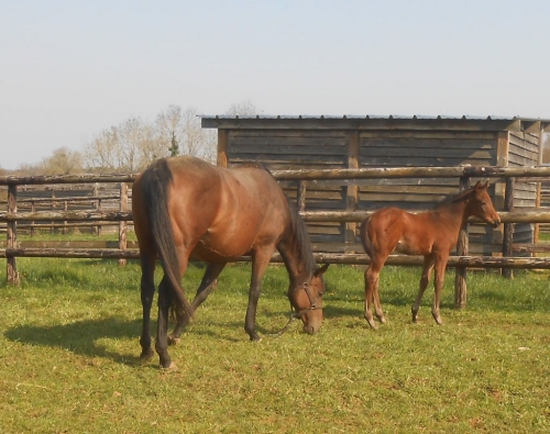 LOU GARD (Kapgarde – Lou Princess)