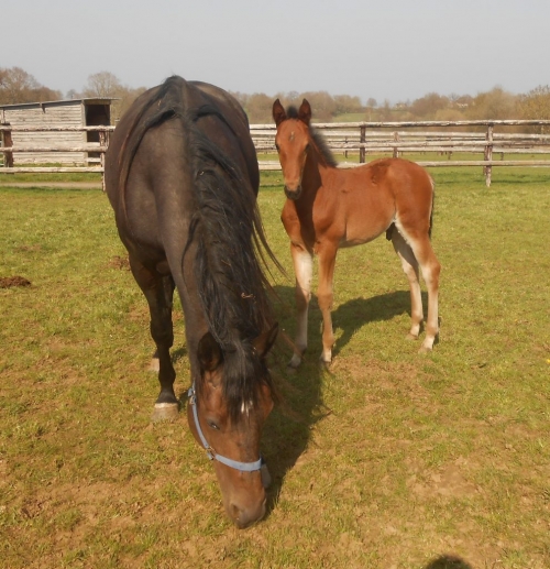 KOOL DE LOU (Eridan – Daytona Sacha)