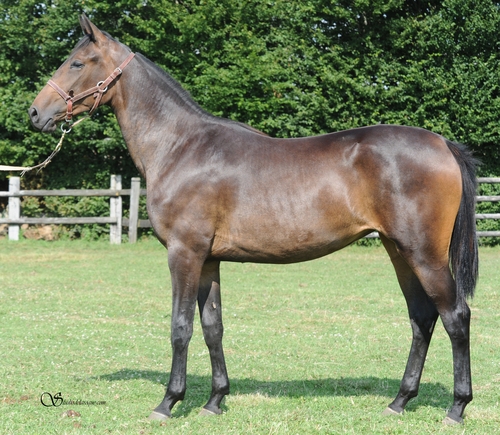 DAIDA DE VANDEL (Real de Lou-Gallia de Vandel)