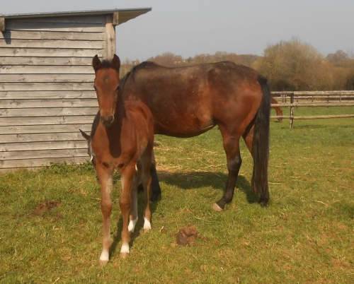 KATARINA DE LOU ( Goetmals wood – Selecao de Lou)