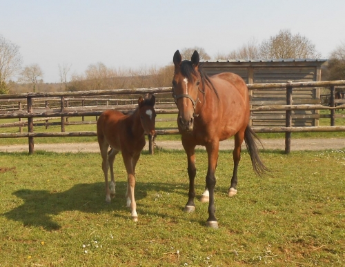 KALMIO DE LOU ( Express jet – Dalmia de Lou)