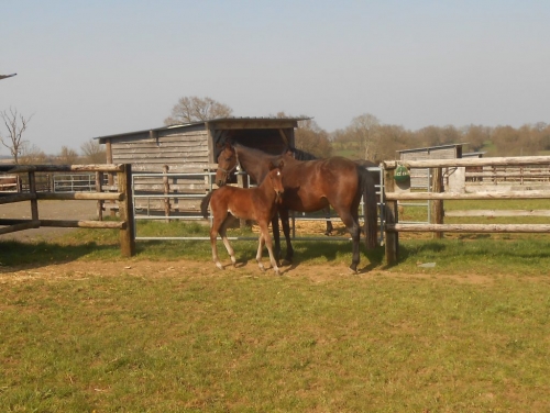 KUARTO DE LOU (Real de Lou – Buenavista de Lou)