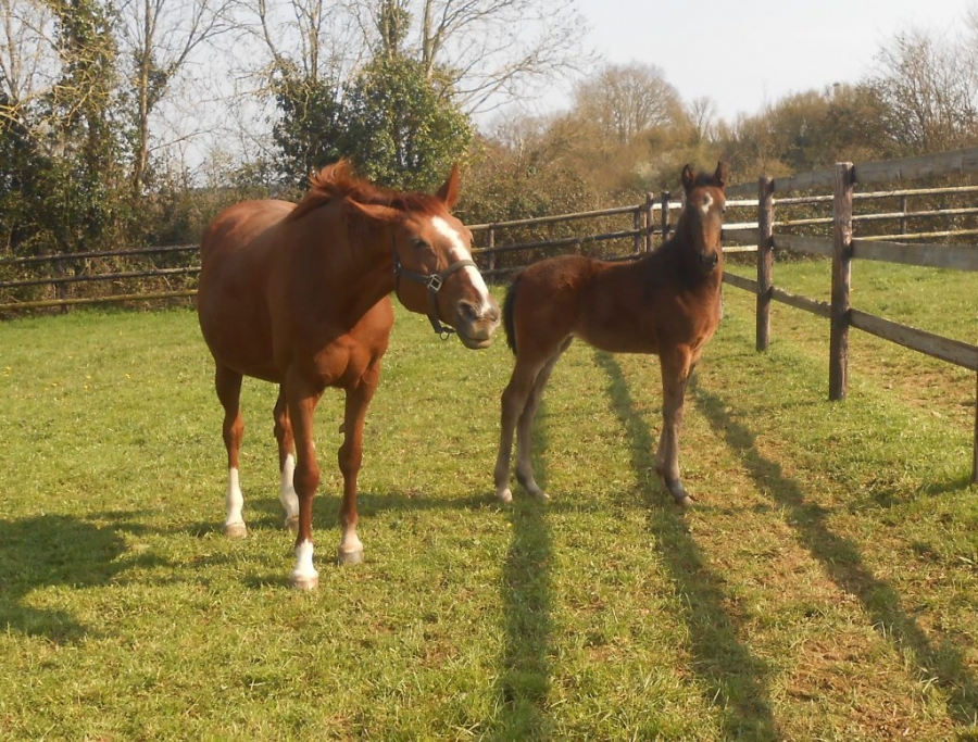KANGA DE LOU (Fabulous wood- Tanga de Lou)
