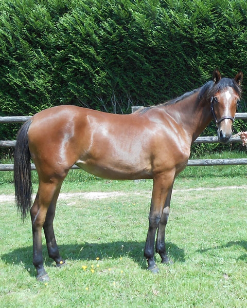 DOUALA DE LOU ( Real de Lou-Racine d’Urzy)