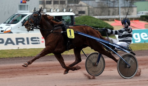 EL CAMINO DE LOU (Royal dream-Saba du vivier)