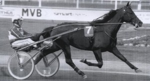 MELLBY VIKING (Viking Kronos-Naomi de Lou)