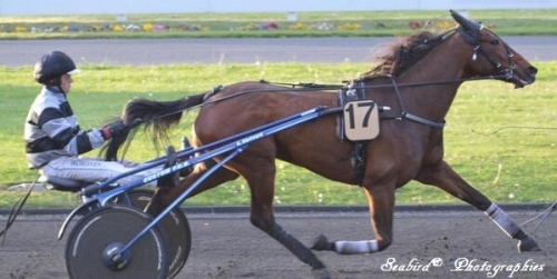 UNORA DE LOU (Goetmals wood-Nora de Lou)