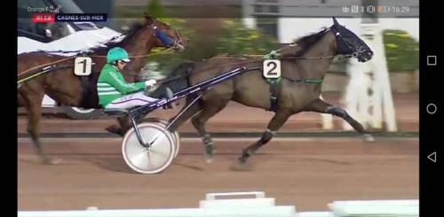 ELMAGNIFICO DE LOU (Prodigious-Prima dona de lou)