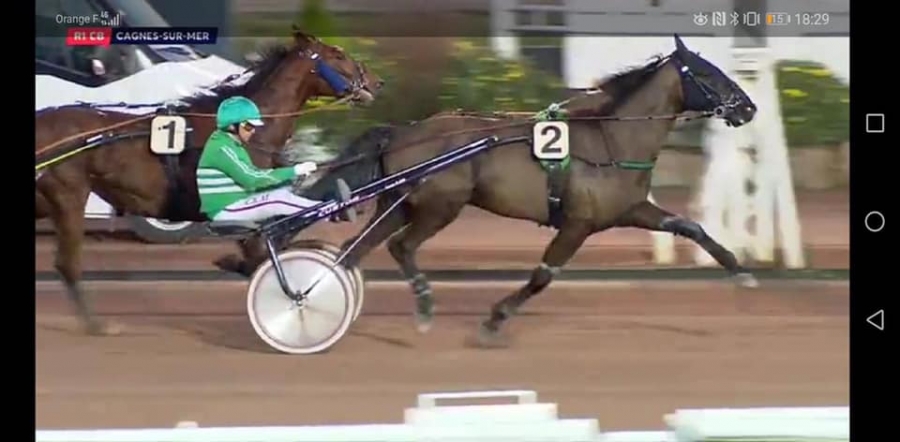 ELMAGNIFICO DE LOU (Prodigious-Prima dona de lou)