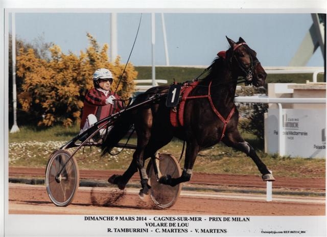 VOLARE DE LOU (Korean-Pareastern de Lou)