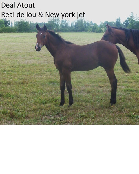 REAL DE LOU (Jag de Bellouet-Kooka de Lou)