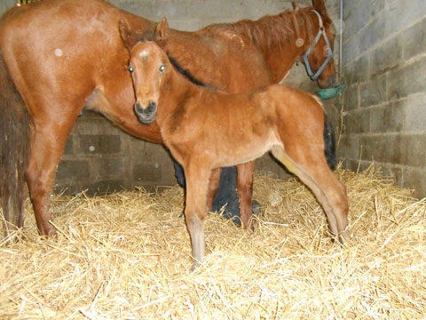 ESMERALDA DE LOU (Real de Lou-Pareatern de Lou)