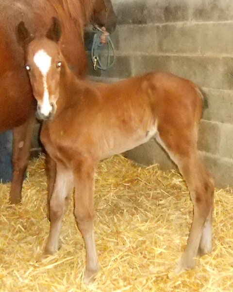 EUSEBIO DE LOU (Jag de Bellouet-Lola de Lou)