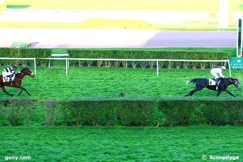 LOU GOLD ( Poliglote-Green Emerald)