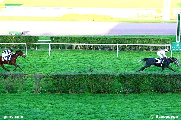 LOU GOLD ( Poliglote-Green Emerald)