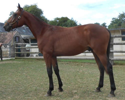 GUANACO DE LOU ( Real de Lou – Bahama de Lou)