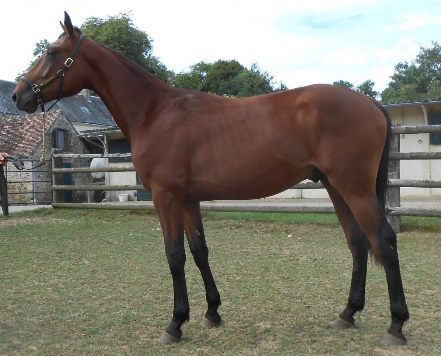 GUANACO DE LOU ( Real de Lou – Bahama de Lou)