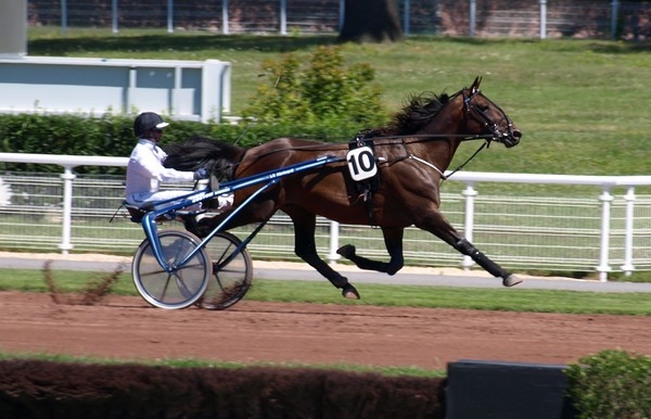 REAL DE LOU (Jag de Bellouet-Kooka de Lou)