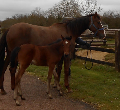 REAL DE LOU liste pleine pour 2013